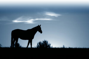 Horse-Background